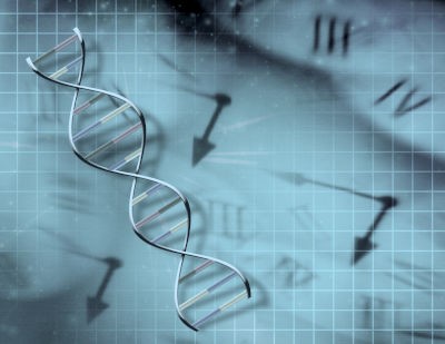 DNA-Transkription im Medium der Zeit