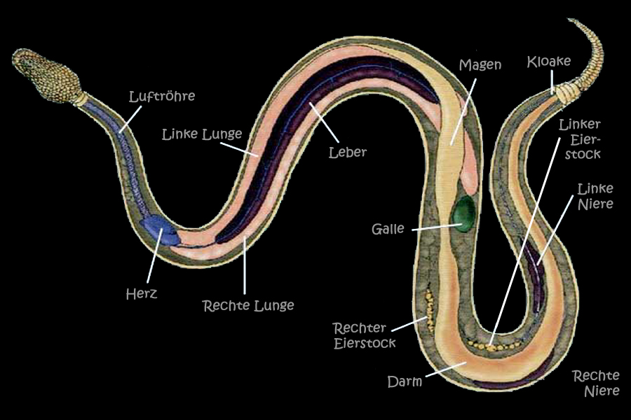 Detaillierte anatomische Illustration eines Tieres in Längsschnitt, beschriftet mit Organen wie Herz, Lungen, Leber, Magen und anderen. Die Darstellung zeigt spezifische anatomische Details wie Lufttröhre, Galle, Darmtrakt, Eierstöcke, Nieren und Kloake.