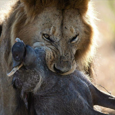 Wenn der Löwe von Juda das Wildschwein der Sünde angreift.