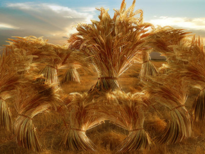 The eleven sheaves of grain bow down.