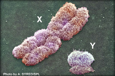 Gender Chromosomes