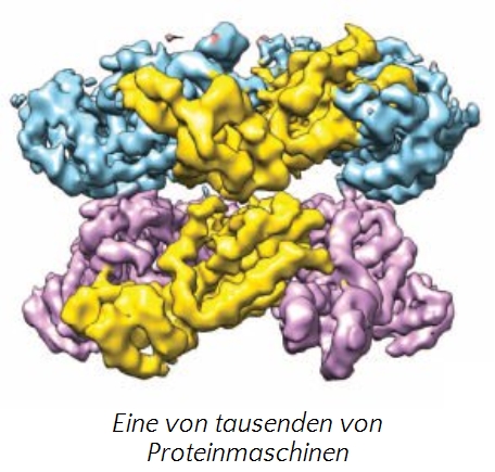 Farbiges 3D-Modell eines komplexen Moleküls, bestehend aus verschiedenen ineinander verschachtelten Proteinstrukturen in Blau, Gelb und Lila, symbolisch für eine von tausenden Proteinmaschinen.