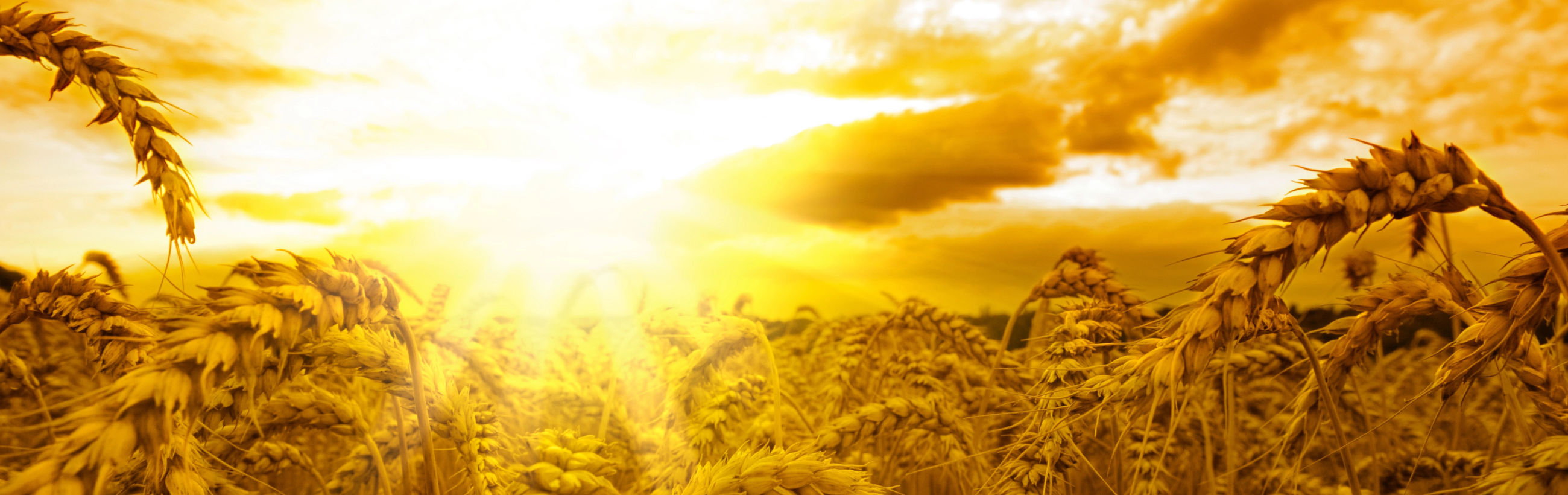 Una vista panorámica de un campo de trigo dorado bajo una puesta de sol vibrante, con rayos de sol atravesando nubes esponjosas, proyectando un brillo cálido sobre el paisaje ondulado.