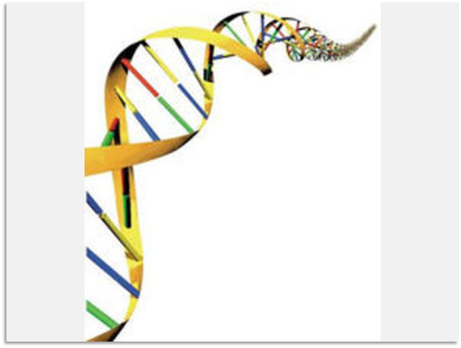 Illustration of a spiral double helix resembling portions of DNA, highlighted with vivid colors on its structural elements against a white background.