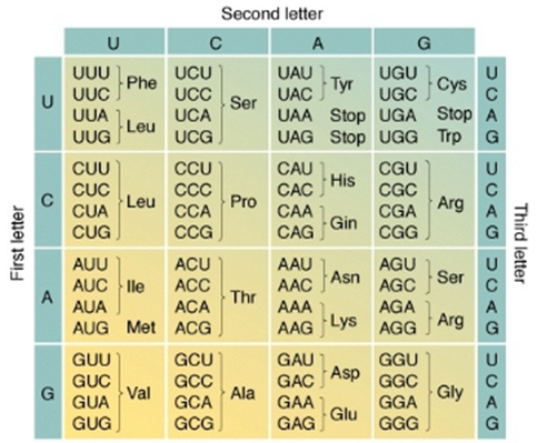 A detailed chart displaying the genetic code with nucleotide triplets arranged in rows and columns corresponding to the first, second, and third positions in a codon sequence, each indicating specific amino acids or a stop signal in protein synthesis.