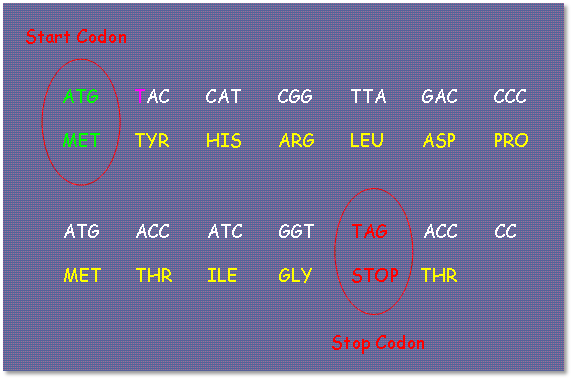 Image of a genetic codon chart on a purple background, illustrating the translation of DNA sequences into amino acids. It highlights a start codon (ATG) labeled MET for Methionine and a stop codon (TAG) indicating the end of amino acid sequence.