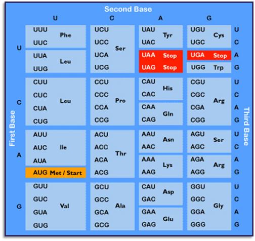 Image displays a color-coded chart of genetic codons, organized by the first, second, and third bases they consist of using the letters U, C, A, and G. Highlights include the start codon 'AUG' labeled as 'Met / Start' in a yellow box and stop codons 'UAA', 'UGA', 'UAG' in red boxes labeled 'Stop'.