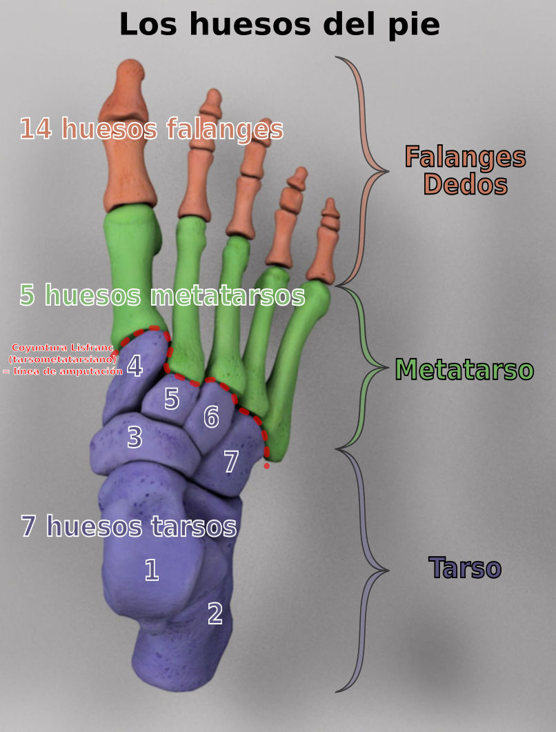 Ilustración detallada de los huesos del pie humano con etiquetas en español. La imagen muestra una vista lateral de los huesos clasificados en tres categorías: 14 falanges en colores naranja (dedos), 5 metatarsos en verde y 7 tarsos en morado. Se incluyen indicaciones numeradas y líneas delimitadoras que definen cada sección ósea.