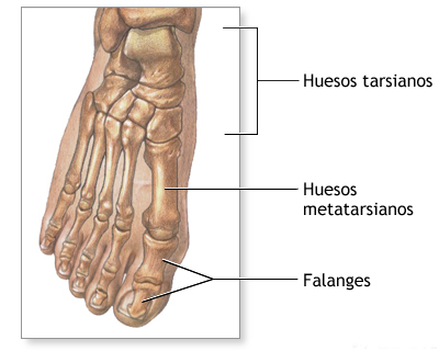 Ilustración detallada de la estructura ósea del pie humano que muestra los huesos tarsianos, metatarsianos y falanges, etiquetados en español.